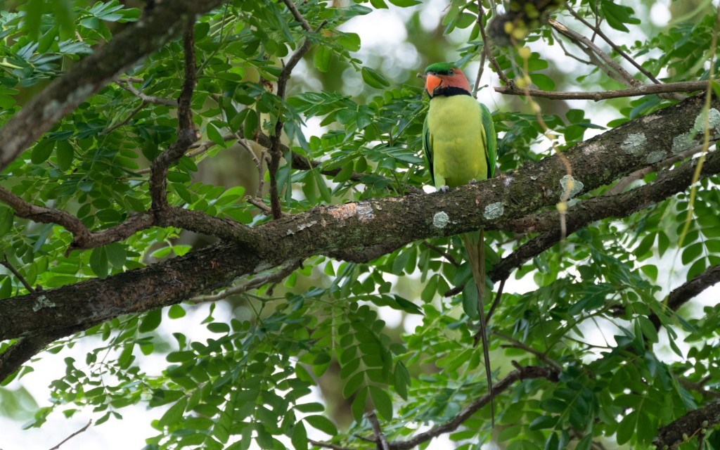 Perching Birds